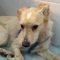 ŚIIEŻKA, Mixed Breed (Fundacja Głosem Zwierząt)