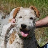 KAJKUŚ, Mixed Breed (Fundacja Głosem Zwierząt)