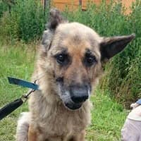SARKA, Mixed Breed (Fundacja Głosem Zwierząt)