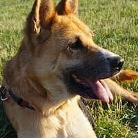 NORA, Mixed Breed (Fundacja Głosem Zwierząt)