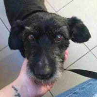 BABA, Mixed Breed (Fundacja Głosem Zwierząt)