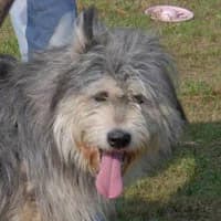 MORGAN, Mixed Breed (Fundacja Głosem Zwierząt)