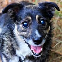 BILLUŚ, Mixed Breed (Fundacja Głosem Zwierząt)