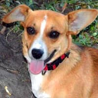 MERFI, Mixed Breed (Fundacja Głosem Zwierząt)