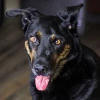 REA, Mixed Breed (Fundacja Głosem Zwierząt)