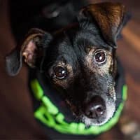 ELLIOT, Mixed Breed (Fundacja Głosem Zwierząt)