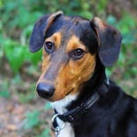 DJANGOO, Mixed Breed (Fundacja Głosem Zwierząt)