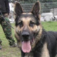 TEKSAS, Mixed Breed (Fundacja Głosem Zwierząt)