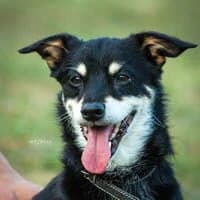 BOBIŚ, Mixed Breed (Fundacja Głosem Zwierząt)