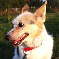 DROPS, Mixed Breed (Fundacja Głosem Zwierząt)