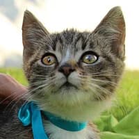 KRYSIA,  Mixed Breed for adoption at Fundacja Głosem Zwierząt, Polska