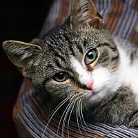 Amorek, female Mixed Breed for adoption at Fundacja Głosem Zwierząt, Polska
