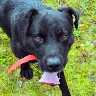 ALEX, Mixed Breed (Fundacja Głosem Zwierząt)