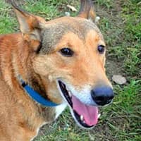TANGO, Mixed Breed (Fundacja Głosem Zwierząt)