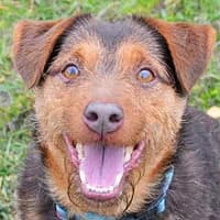 MISIU, Mixed Breed (Fundacja Głosem Zwierząt)