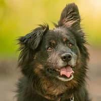 BILLY,  Mixed Breed for adoption at Fundacja Głosem Zwierząt, Polska