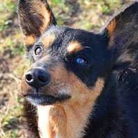 MANIEK, Mixed Breed (Fundacja Głosem Zwierząt)