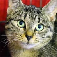 FILIPINKA, female Mixed Breed for adoption at Fundacja Głosem Zwierząt, Polska
