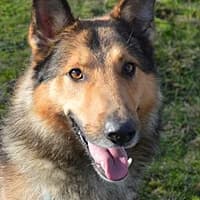 ARGO, Mixed Breed (Fundacja Głosem Zwierząt)