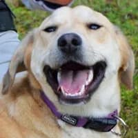 BLONDIE, Mixed Breed (Fundacja Głosem Zwierząt)