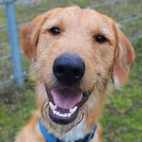 REMI, Mixed Breed (Fundacja Głosem Zwierząt)