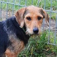 RIKA, Mixed Breed (Fundacja Głosem Zwierząt)