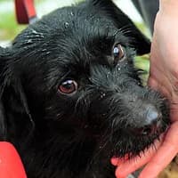 KRUCZI, Mixed Breed (Fundacja Głosem Zwierząt)