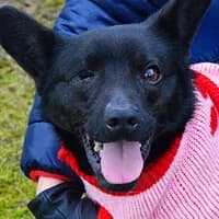 BLUE, Mixed Breed (Fundacja Głosem Zwierząt)