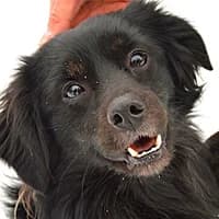 SAMI, Mixed Breed (Fundacja Głosem Zwierząt)