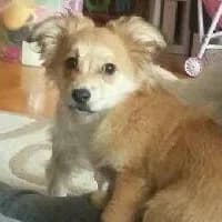 TOSIA, Mixed Breed (Fundacja Głosem Zwierząt)