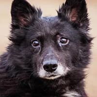 LUCJAN, Mixed Breed (Fundacja Głosem Zwierząt)