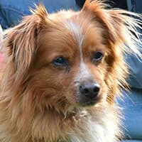 PUSZEK, Mixed Breed (Fundacja Głosem Zwierząt)