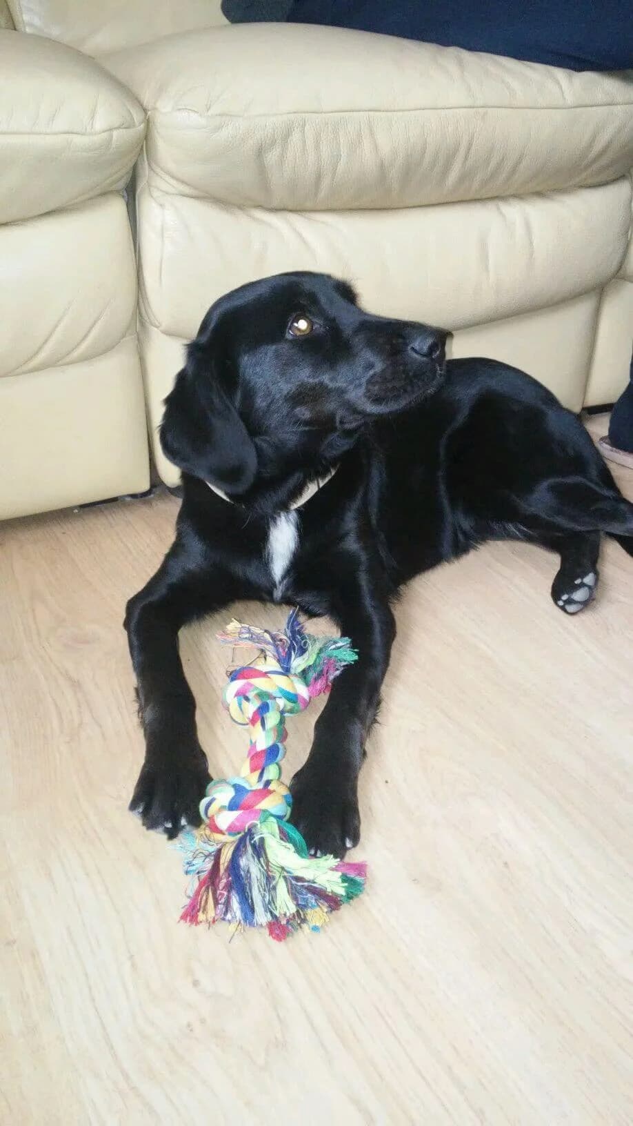 MINI, Mixed Breed (Fundacja Głosem Zwierząt)