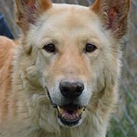 ASTOR, Mixed Breed (Fundacja Głosem Zwierząt)