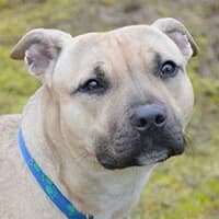 BUBA, Mixed Breed (Fundacja Głosem Zwierząt)