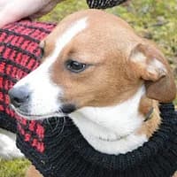 RICO, Mixed Breed (Fundacja Głosem Zwierząt)