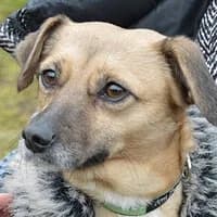 NEL, Mixed Breed (Fundacja Głosem Zwierząt)