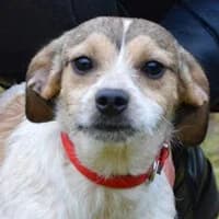 EMI, Mixed Breed (Fundacja Głosem Zwierząt)