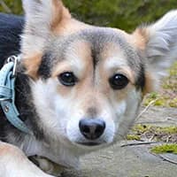 ASIK, Mixed Breed (Fundacja Głosem Zwierząt)
