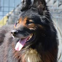 KOMO, Mixed Breed (Fundacja Głosem Zwierząt)