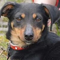 LULA, Mixed Breed (Fundacja Głosem Zwierząt)