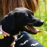 MIKA, Mixed Breed (Fundacja Głosem Zwierząt)