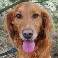 KIER, Mixed Breed (Fundacja Głosem Zwierząt)