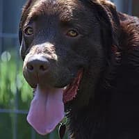 WEDEL, Mixed Breed (Fundacja Głosem Zwierząt)