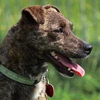 ZUZA, Mixed Breed (Fundacja Głosem Zwierząt)