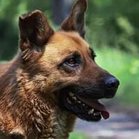 MUNDI, Mixed Breed (Fundacja Głosem Zwierząt)