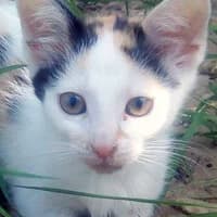 SZPRYCHA,  Mixed Breed for adoption at Fundacja Głosem Zwierząt, Polska