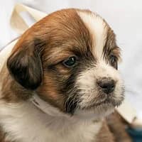 KENZO, Mixed Breed (Fundacja Głosem Zwierząt)