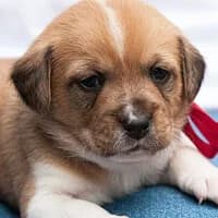 FENDI, Mixed Breed (Fundacja Głosem Zwierząt)