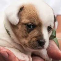 GUCCI, Mixed Breed (Fundacja Głosem Zwierząt)